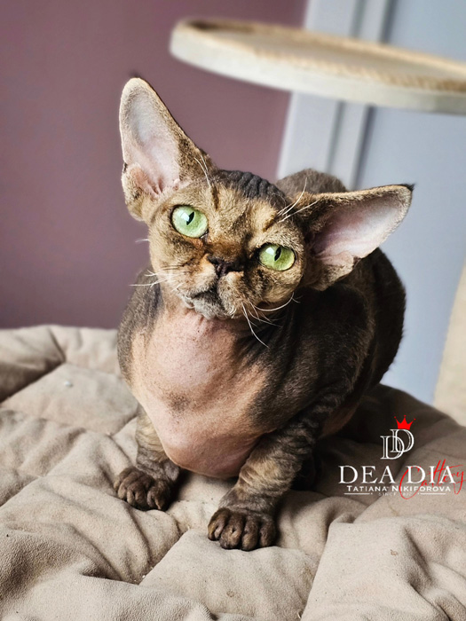 Котёнок девон рекс чёрный