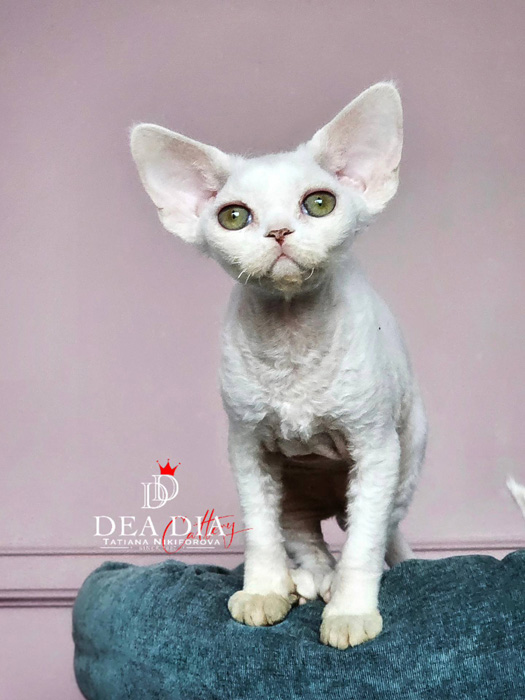 Котёнок девон рекс белый